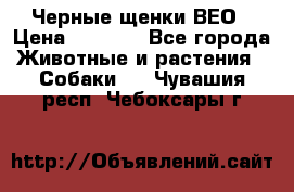 Черные щенки ВЕО › Цена ­ 5 000 - Все города Животные и растения » Собаки   . Чувашия респ.,Чебоксары г.